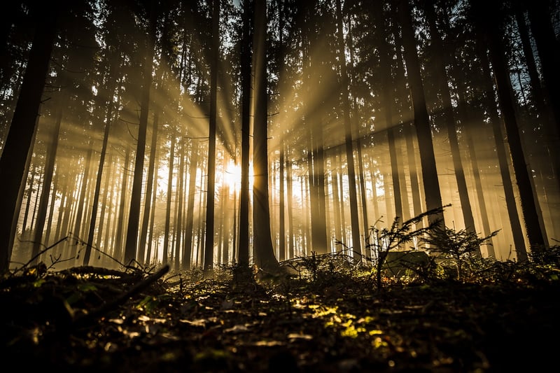 Woodland Clearing