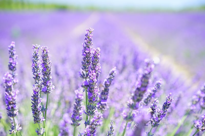 Aromatherapy