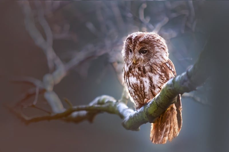 Enchanted Owl